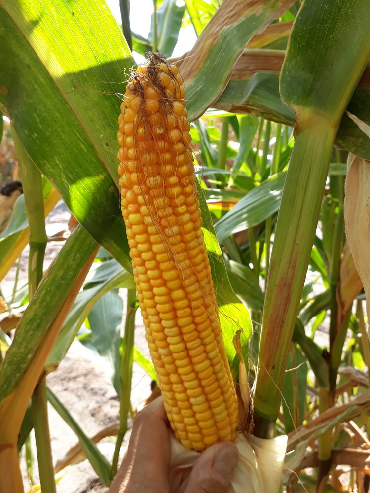 Novialis/ DS 1901 C-1