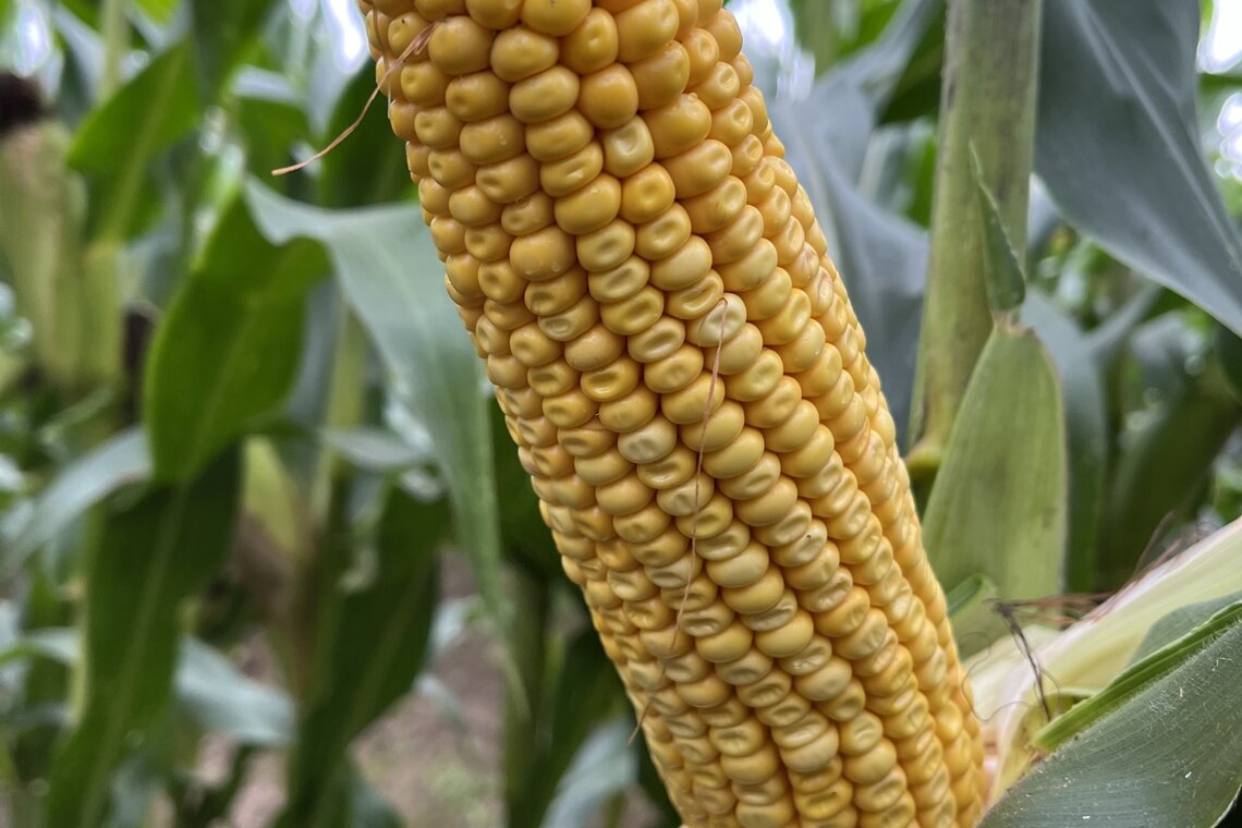 VARIANTAL / INDEM1355-1