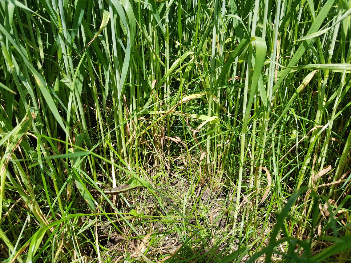 TerraLife® - CerealPro -1