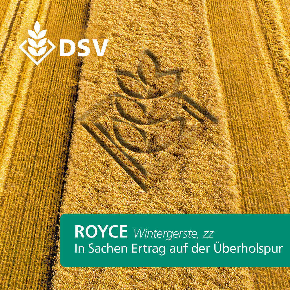 Royce-0