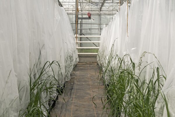 Ist das einZwischenfrucht Bild?