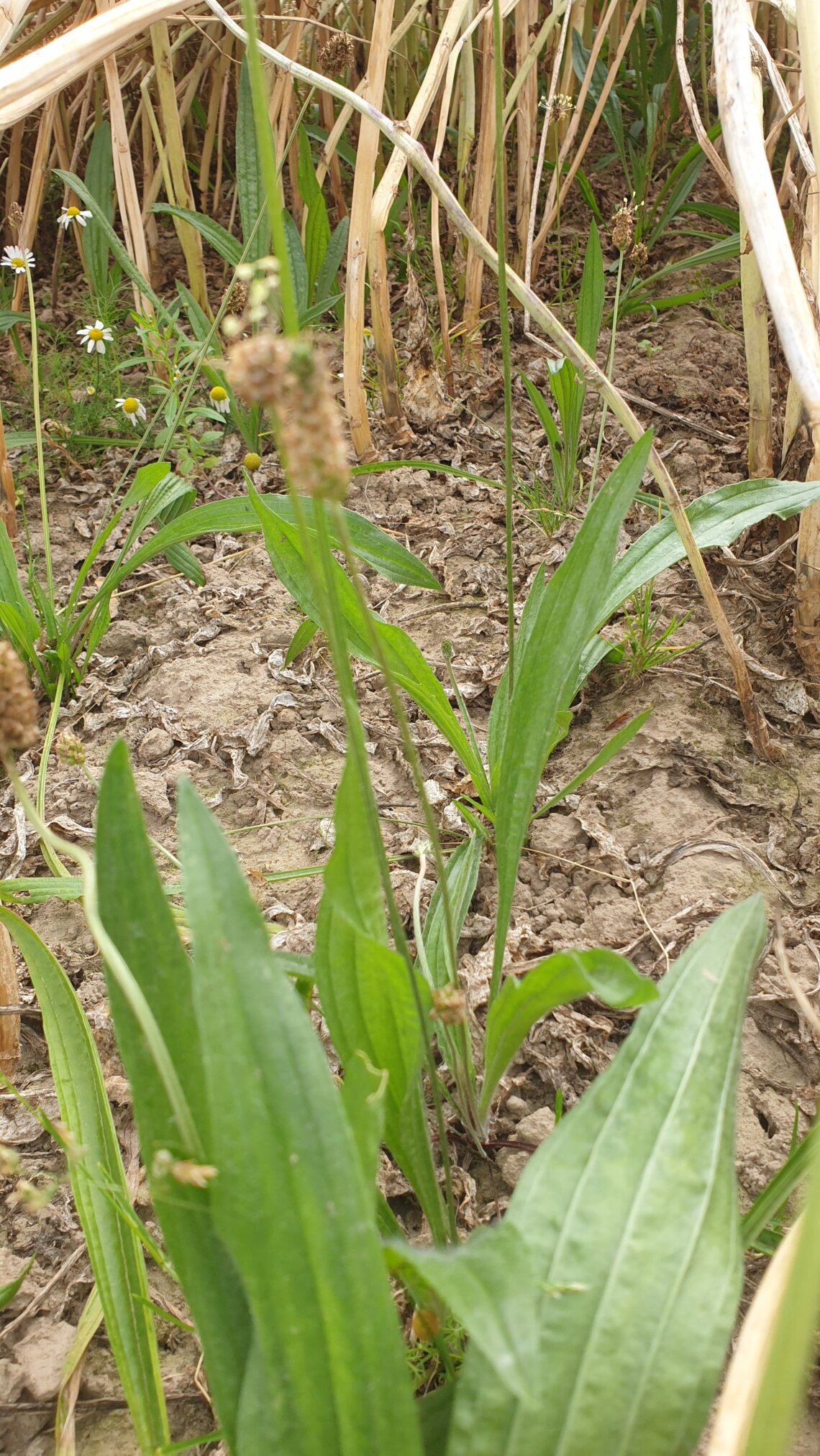 TerraLife® - CerealPro -0