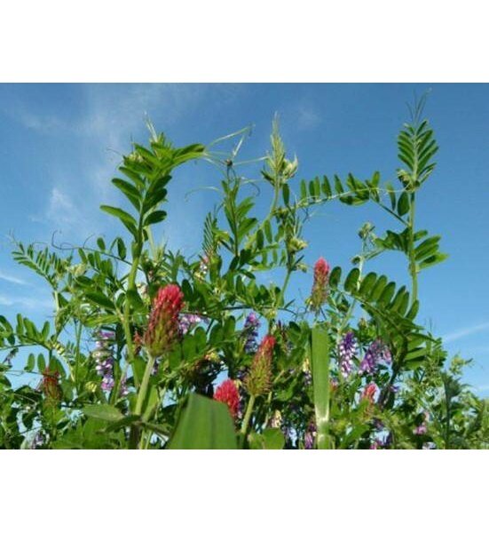 TerraLife® Landsberger Gemenge Organic-2