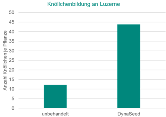 Balkendiagramm zur Knöllchenbildung an Luzerne