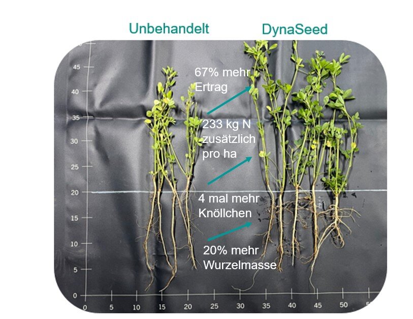 Vergleich von unbehandelter und mit DynaSeed behandelter Luzerne