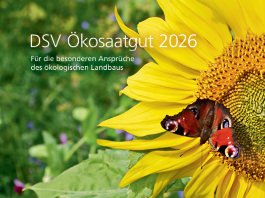 Sonnenblume mit einem Schmetterling auf der Blüte