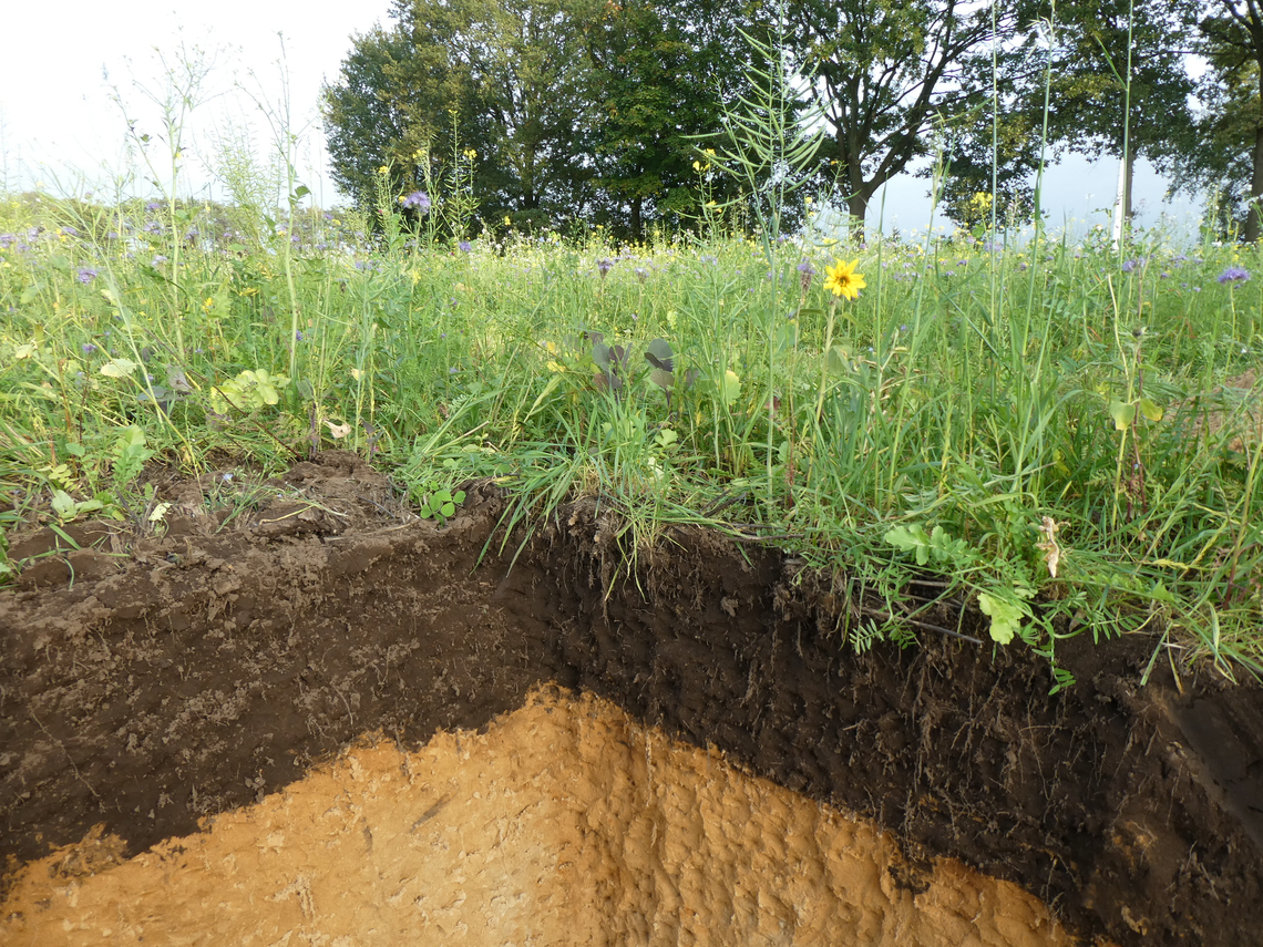 TerraLife® - VitaMaxx TR-10