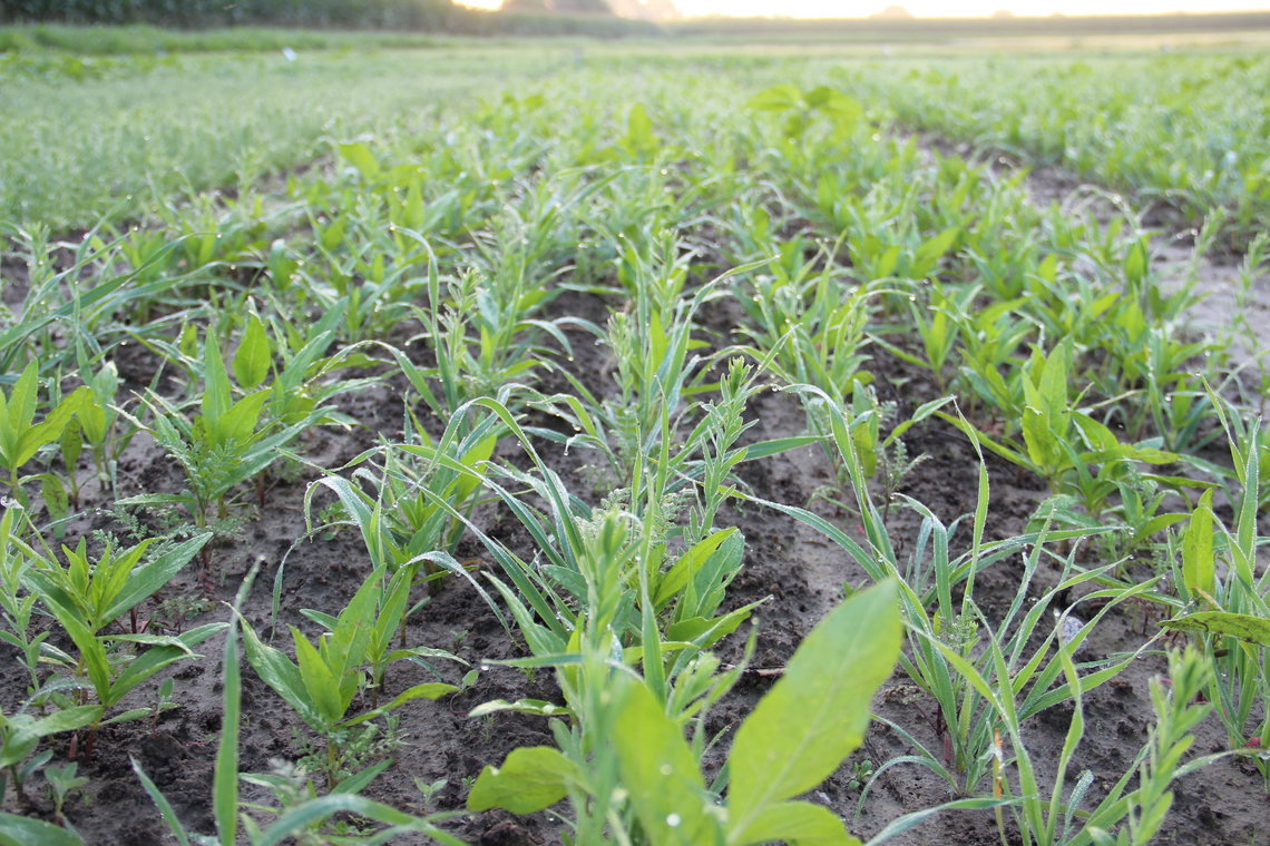 TerraLife® - AquaPro -2