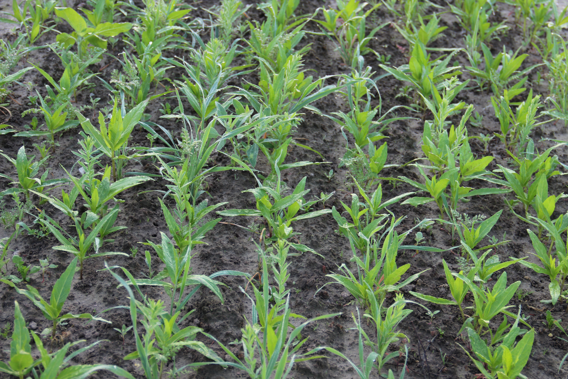 TerraLife® - AquaPro -3