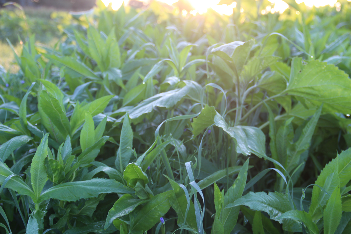 TerraLife® - AquaPro -5