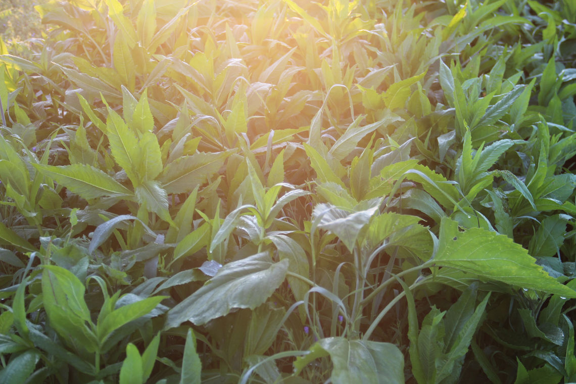 TerraLife® - AquaPro -6