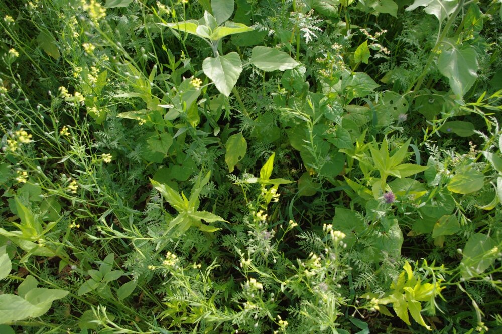 TerraLife® - AquaPro -0