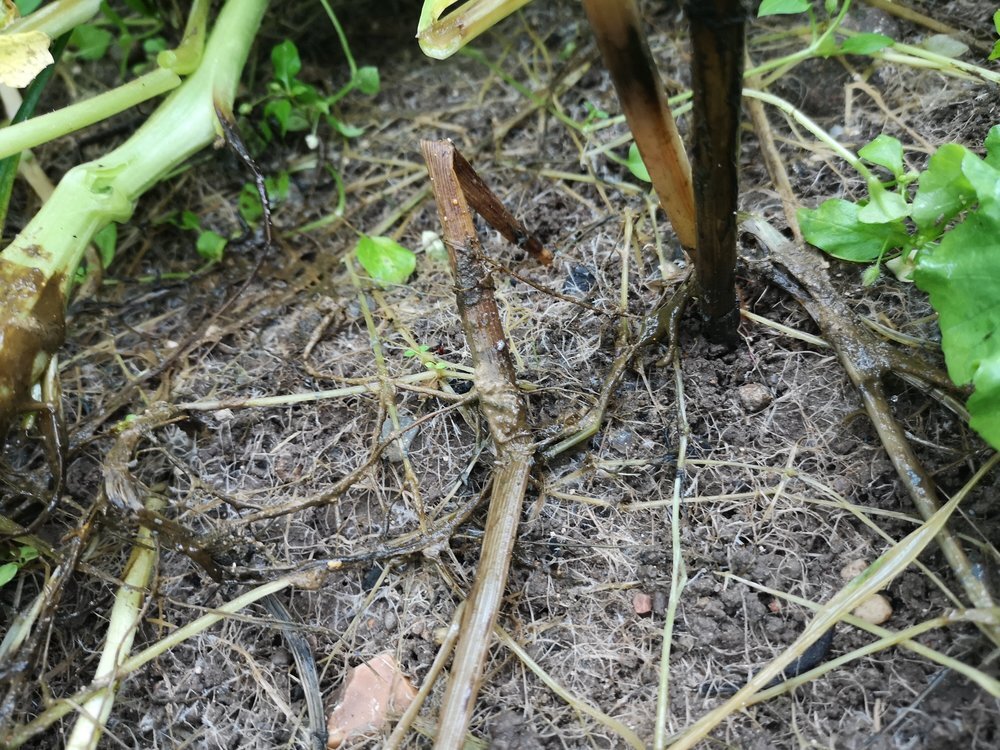 TerraLife® - BetaMaxx TR-6