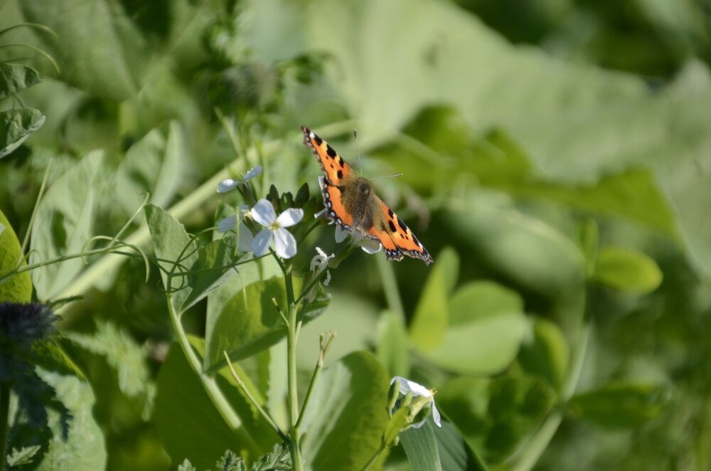 TerraLife® - BetaMaxx TR-3