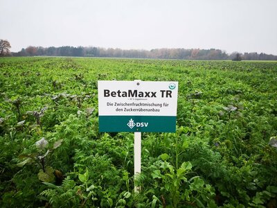TerraLife® - BetaMaxx TR-2