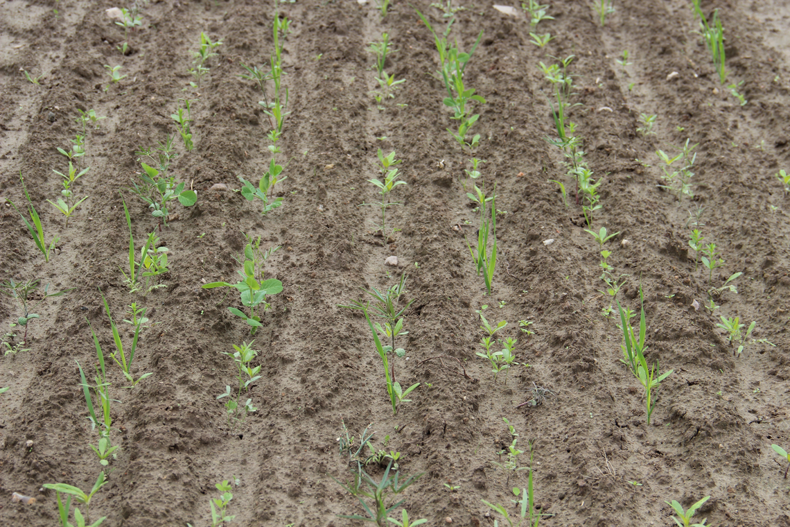 TerraLife® - BetaMaxx 50-4