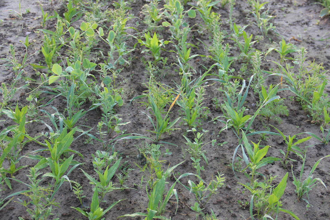 TerraLife® - BetaMaxx 50-3