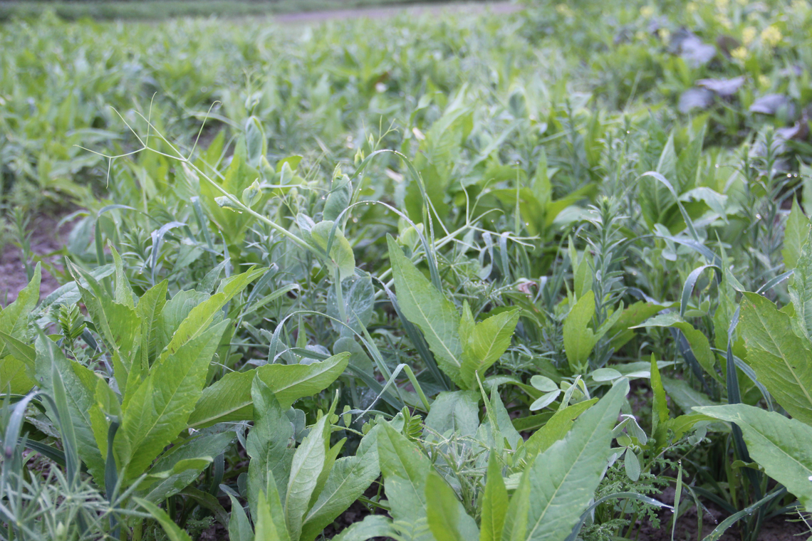 TerraLife® - BetaMaxx 30-3