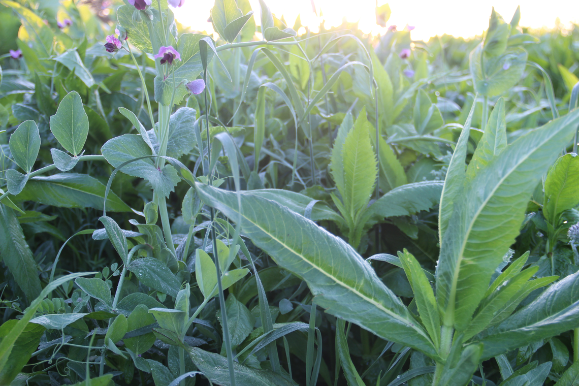 TerraLife® - BetaMaxx 50-6