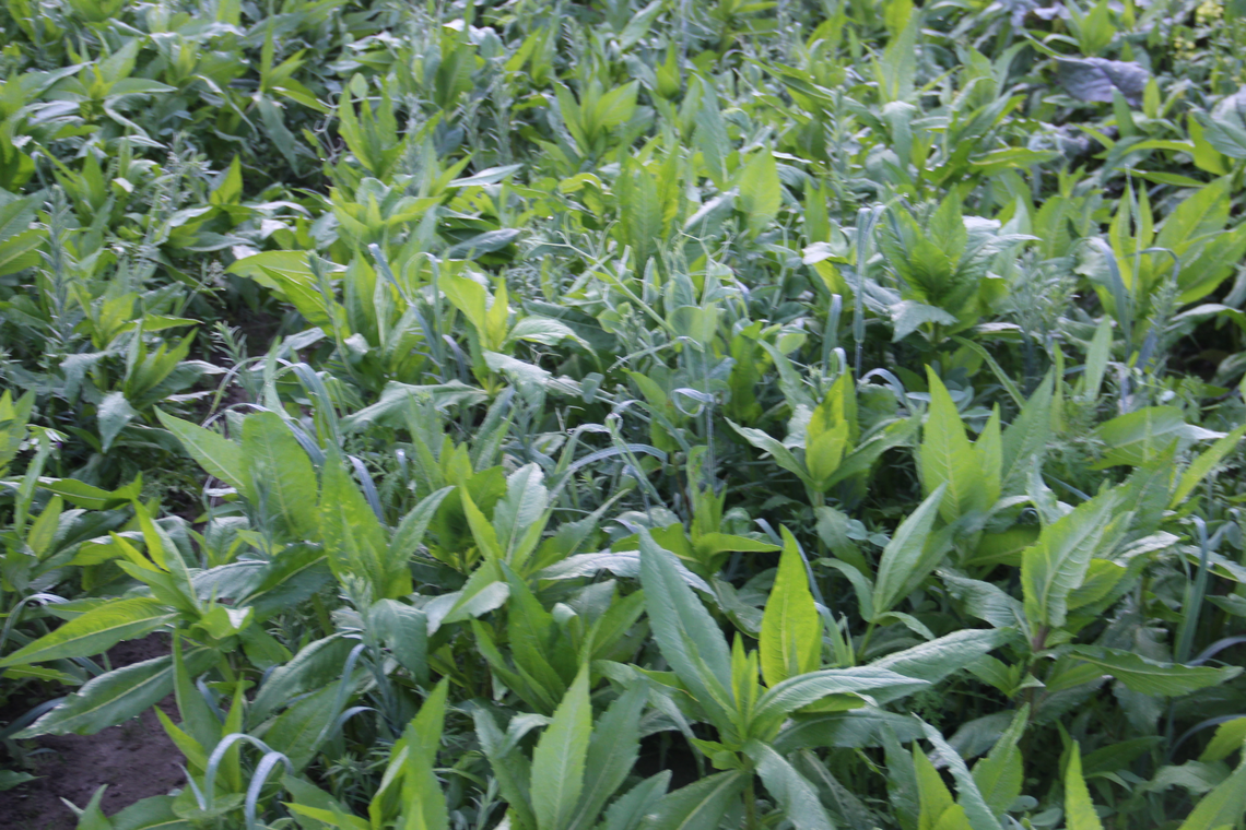 TerraLife® - BetaMaxx 50-5