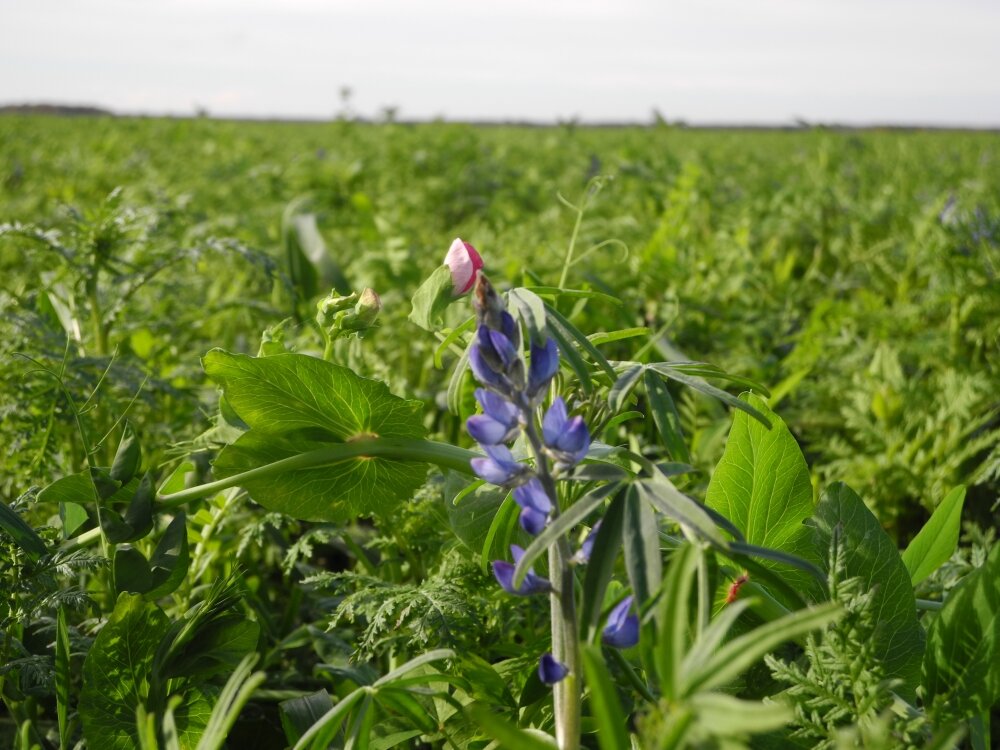 TerraLife® - BetaMaxx 50-2