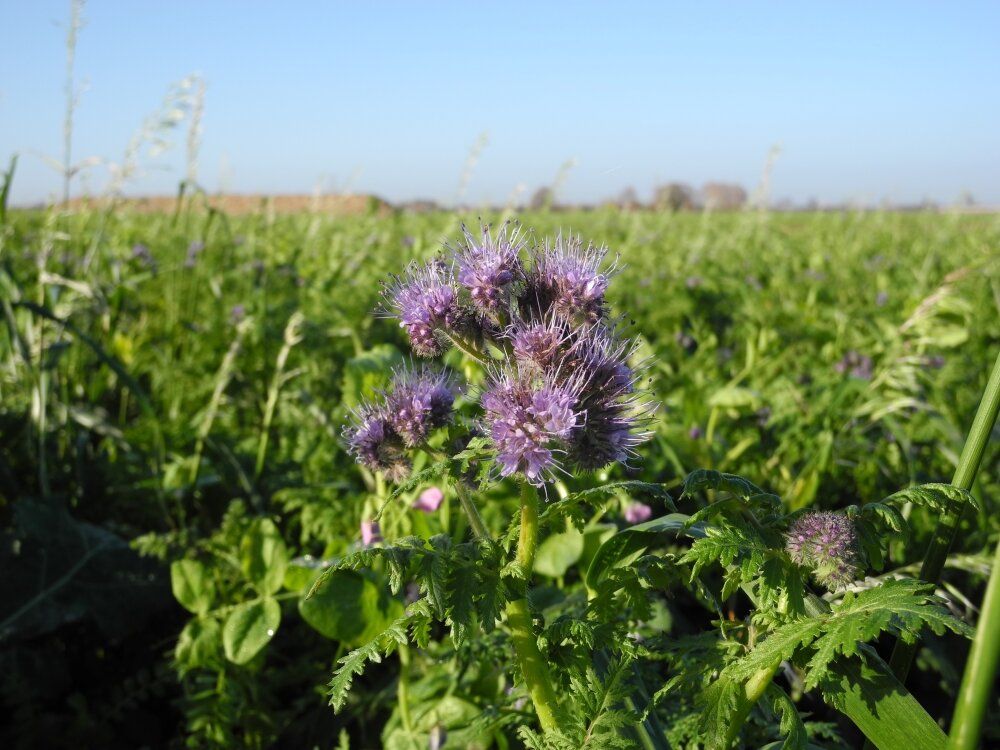 TerraLife® - BetaMaxx 50-9