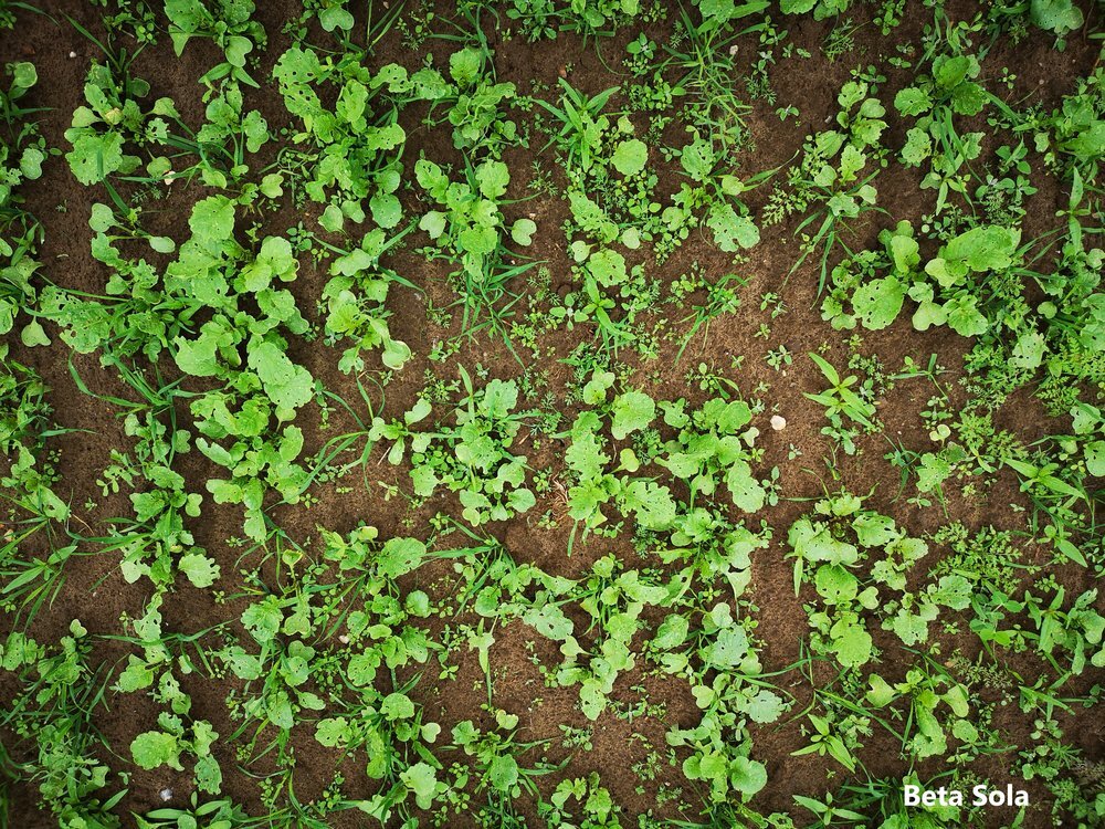 TerraLife® - BetaSola-5