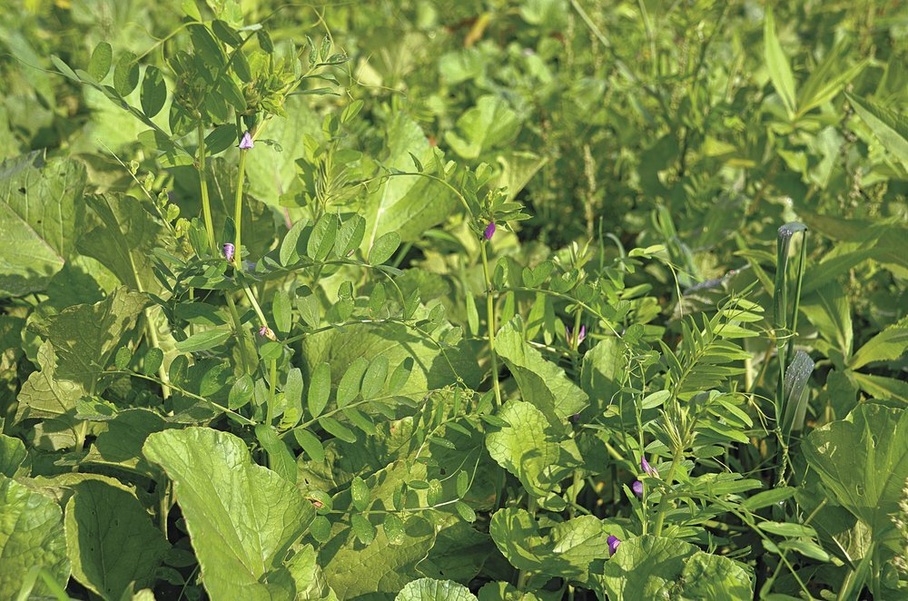 TerraLife® - BetaSola-4