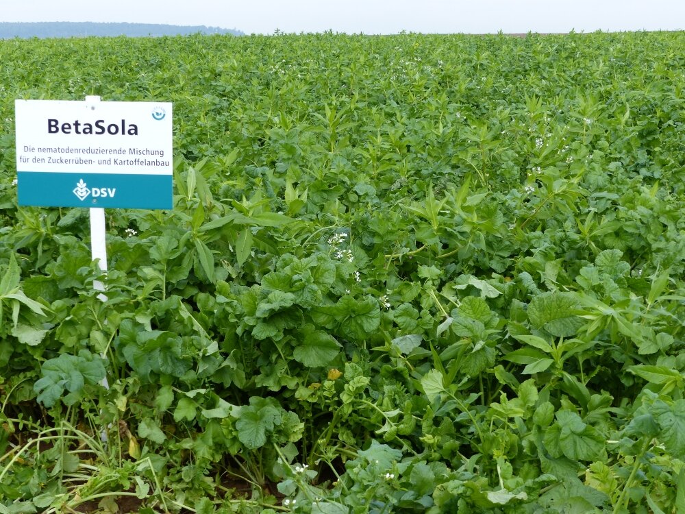 TerraLife® - BetaSola-3