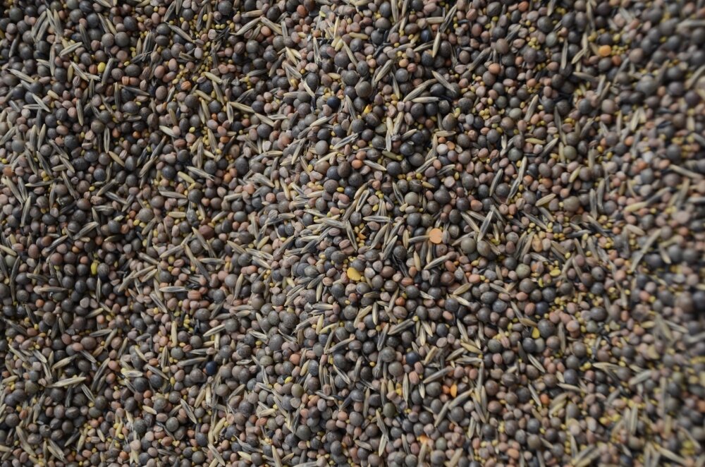 TerraLife® - BetaSola-6