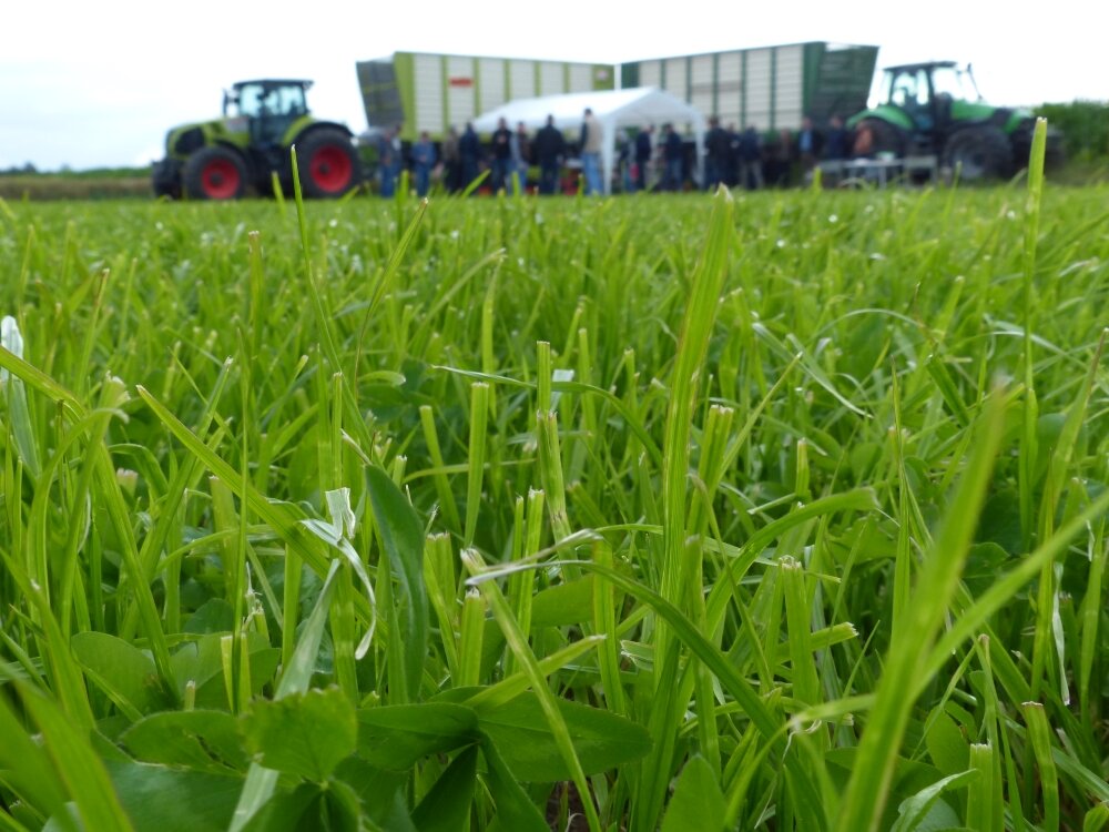 FutterGreen einjährig-0