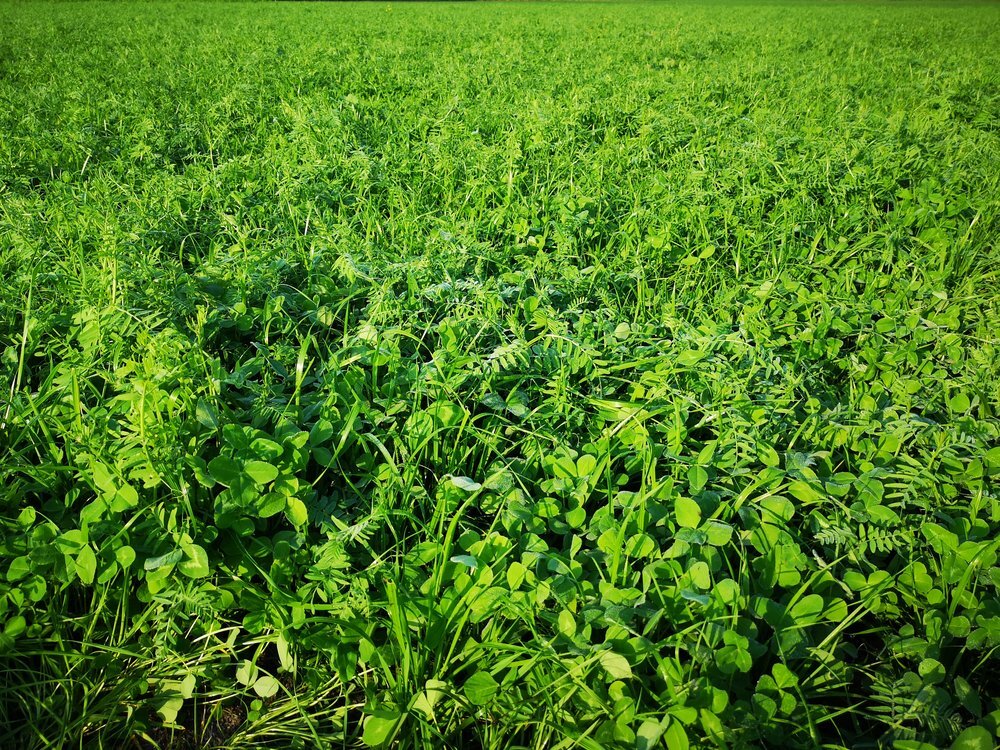 FutterGreen einjährig-2