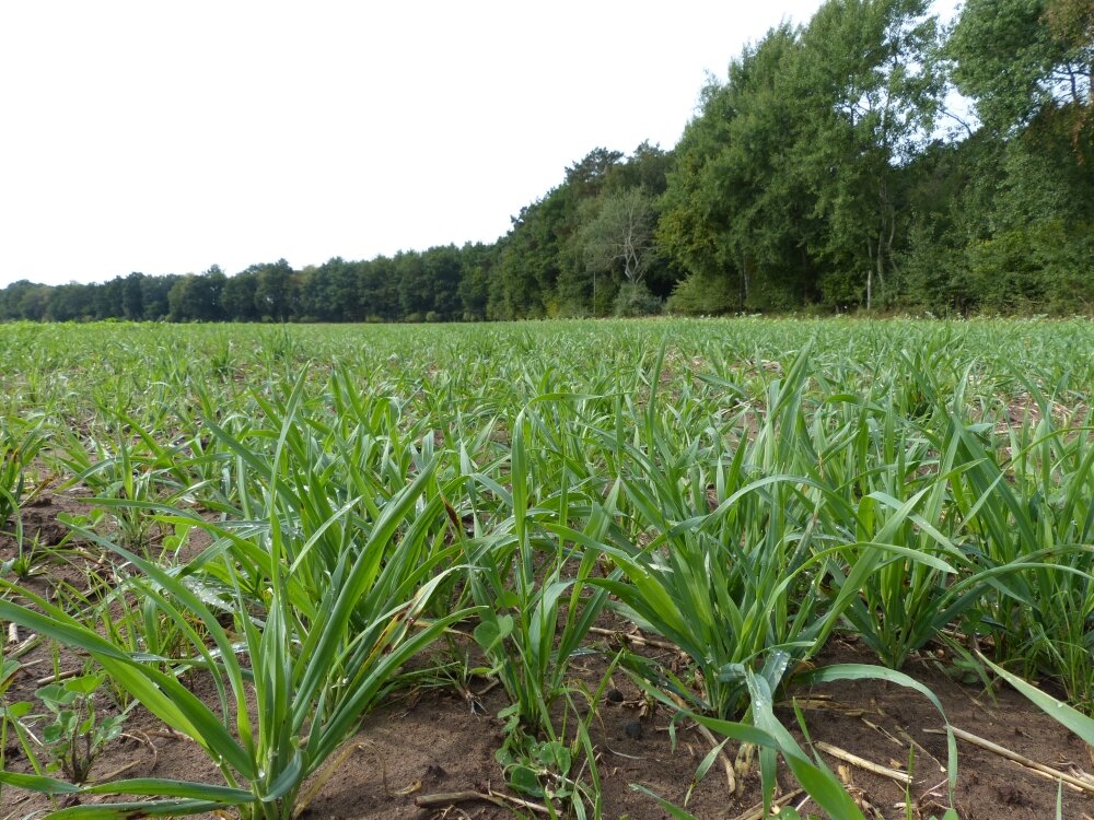 TerraLife® - Landsberger Gemenge-2