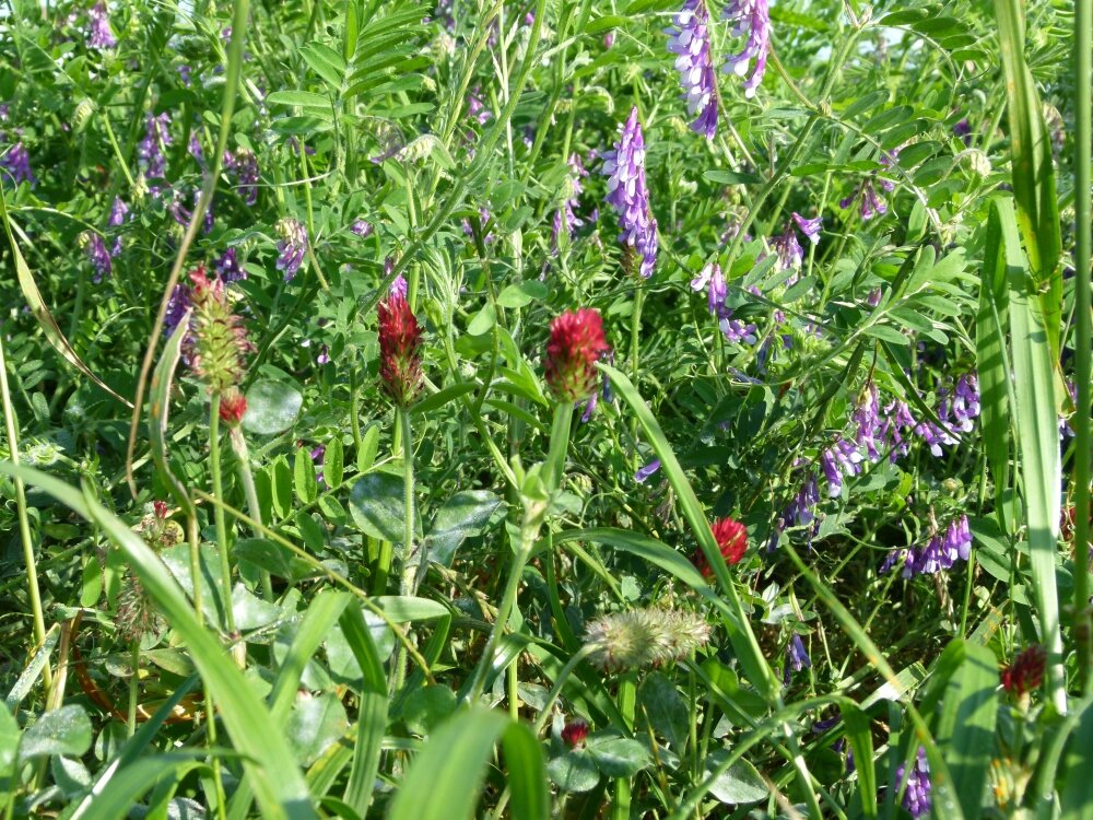 TerraLife® - Landsberger Gemenge-5