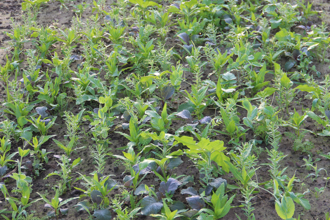 TerraLife® - MaisPro TR 50-1