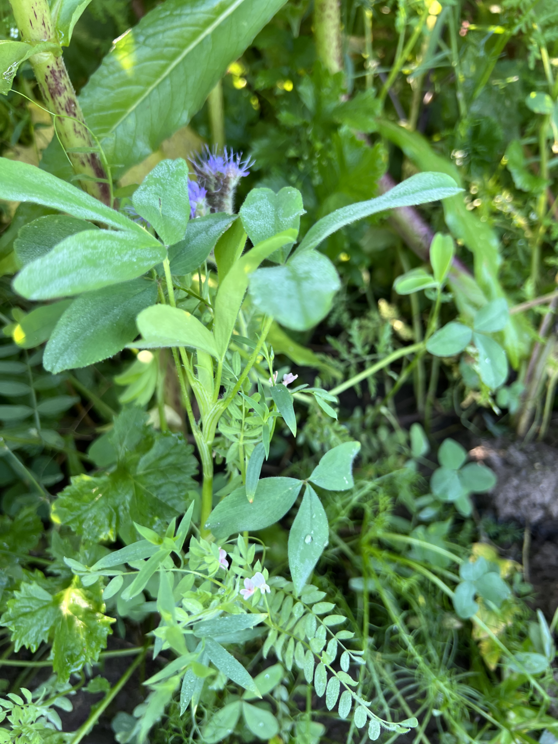 TerraLife® - MaisPro TR 50-5