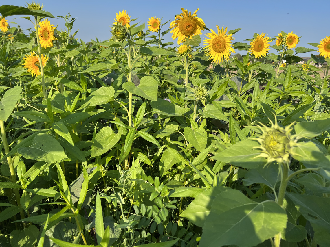 TerraLife® - MaisPro TR 50-7