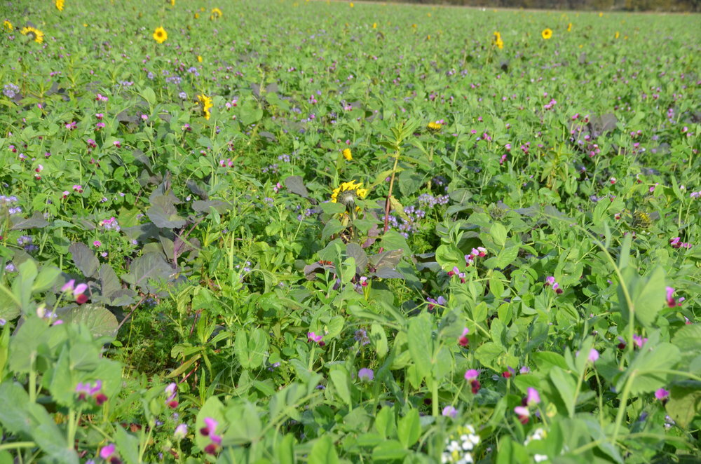 TerraLife® - MaisPro TR 50-0