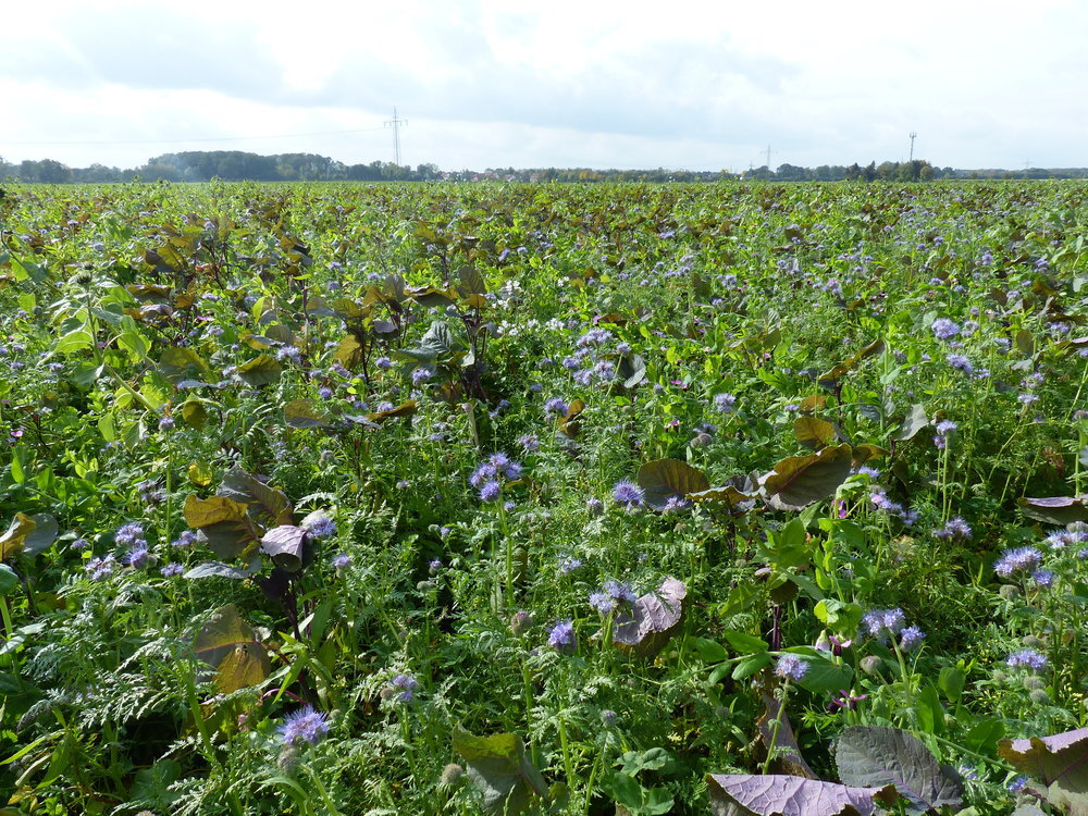 TerraLife® - MaisPro TR 50-6