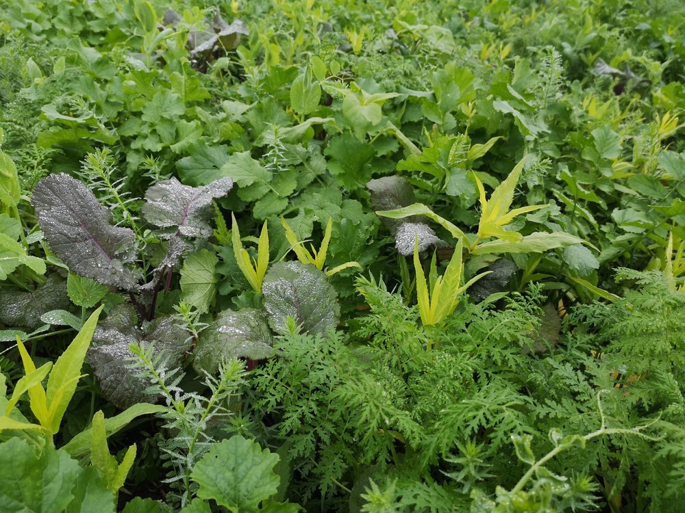 TerraLife® - MaisPro TR 50-3