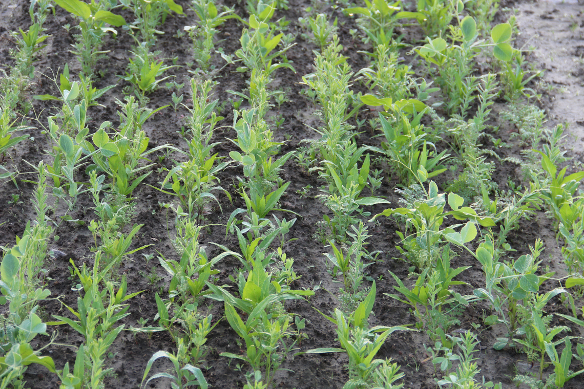 TerraLife® - N-Fixx 50-5