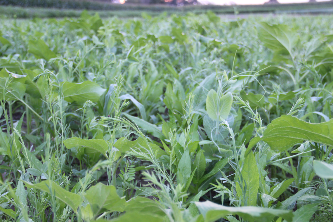 TerraLife® - N-Fixx 50-6