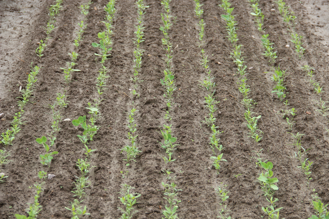 TerraLife® - N-Fixx-5