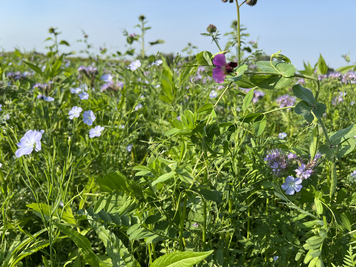 TerraLife® - N-Fixx 50-2