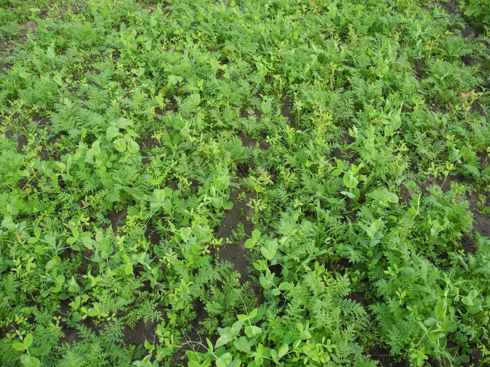 TerraLife® - N-Fixx-3