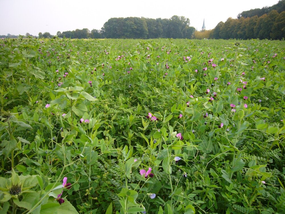 TerraLife® - N-Fixx-2