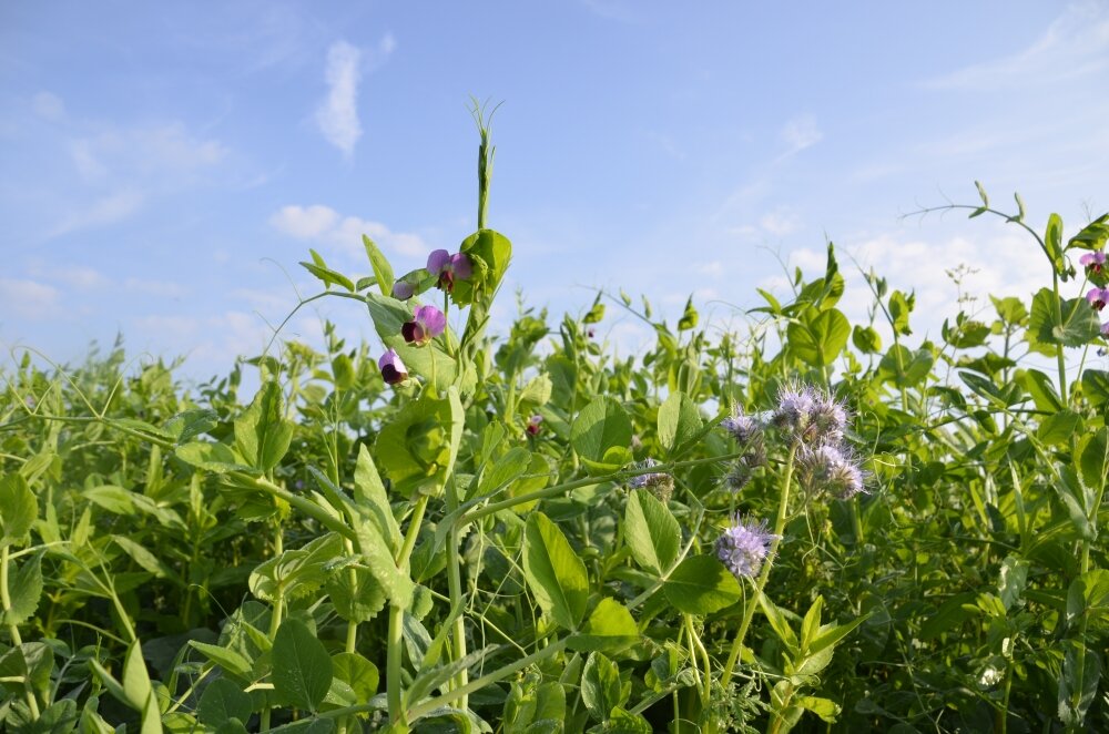 TerraLife® - N-Fixx 50-1