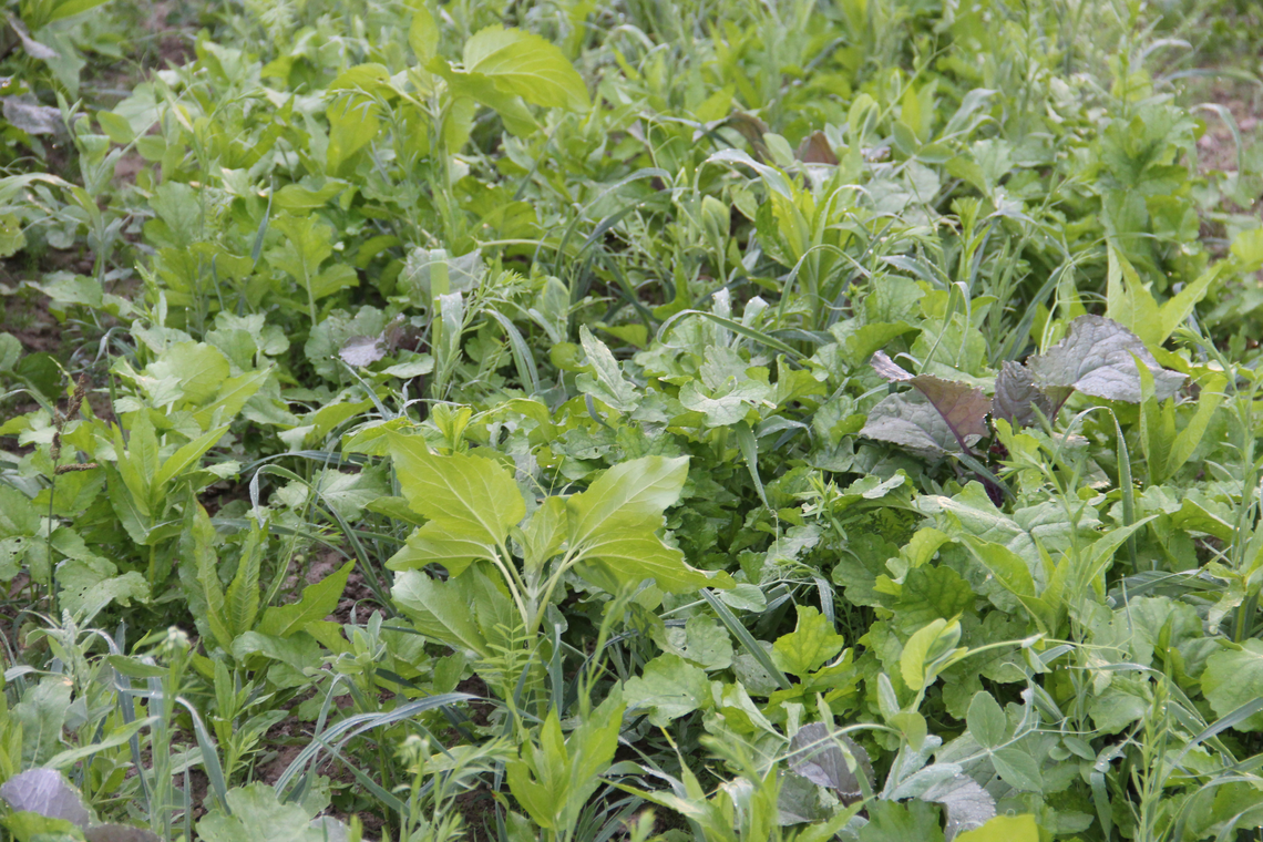 TerraLife® - Rigol TR-4