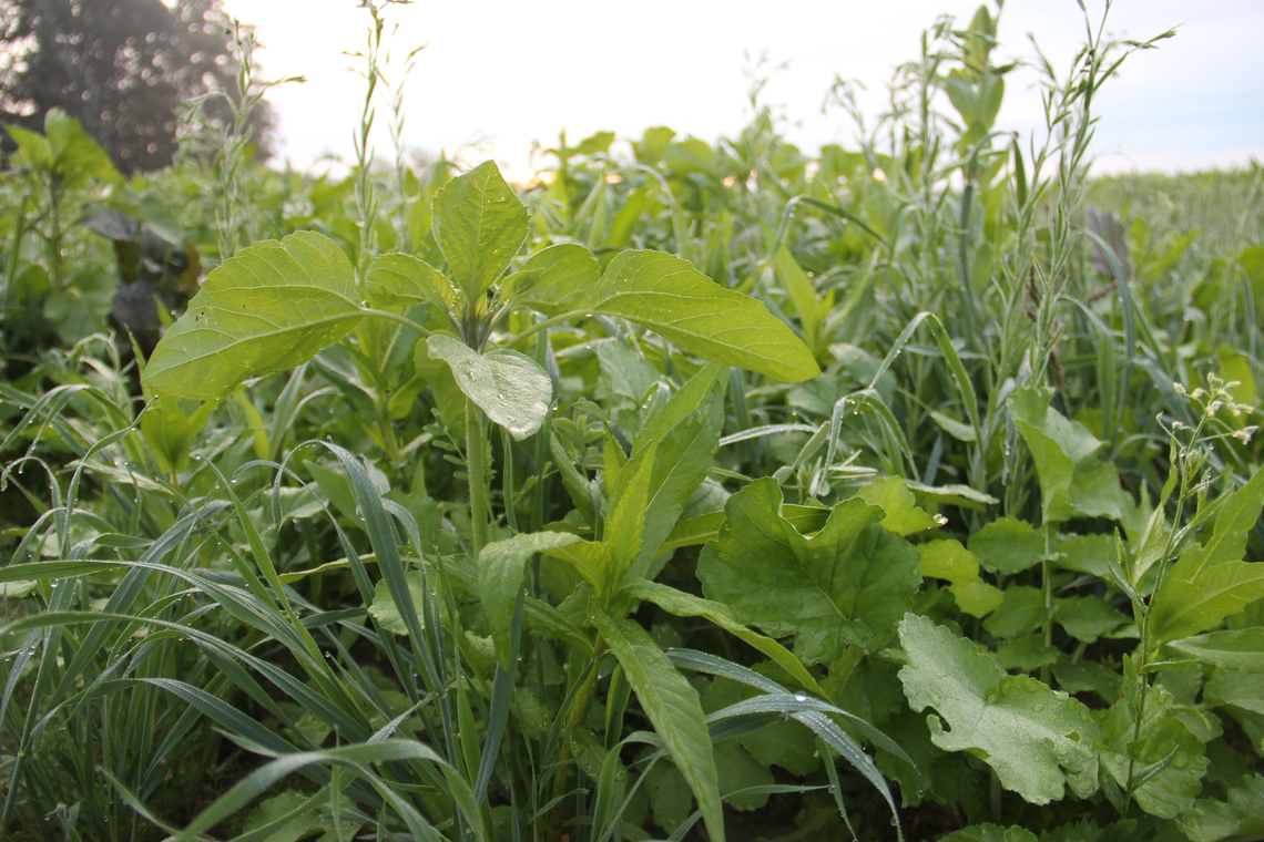 TerraLife® - Rigol TR-5