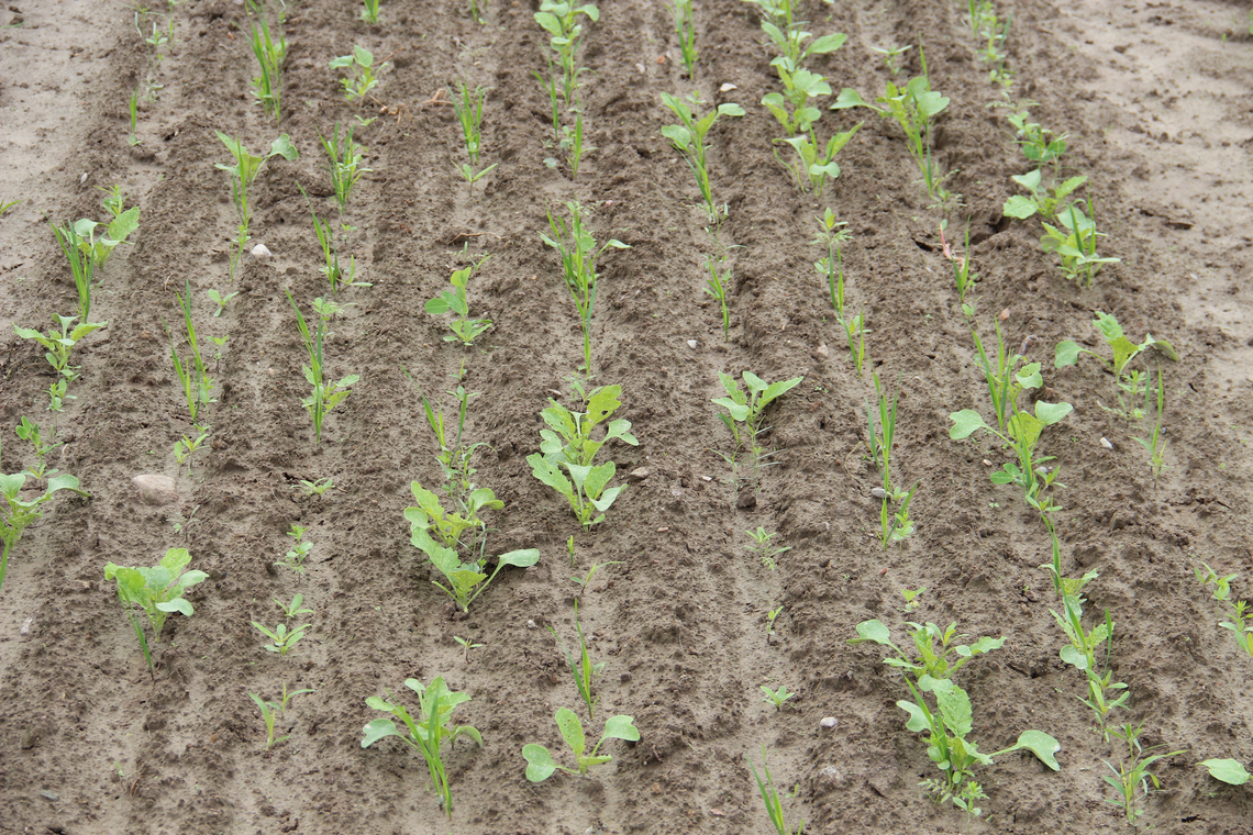 TerraLife® - Rigol TR-2